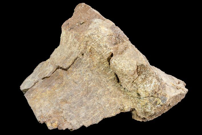 Fossil Sauropod Bone Section - Morrison Formation #120562